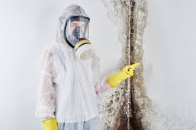 Mold Odor Removal Services in Pasadena, TX